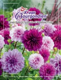 k-van-bourgondien-catalog-26-02 catalog
